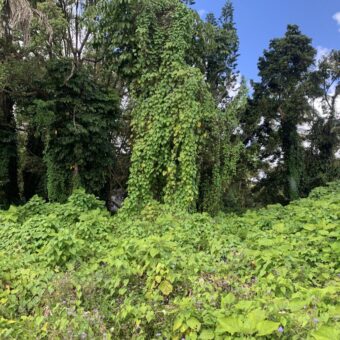 Terrain de 2508 m2 situé proche des commerces, Curepipe