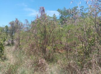 À vendre un grand terrain résidentiel de 2600m2 situé dans un cadre paisible à Calodyne